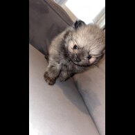 Pomeranian