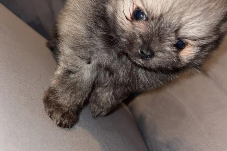 Pomeranian