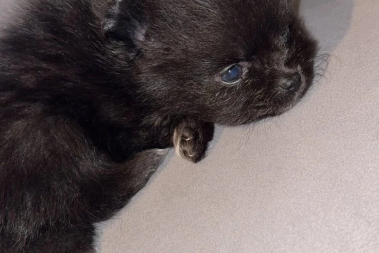Pomeranian