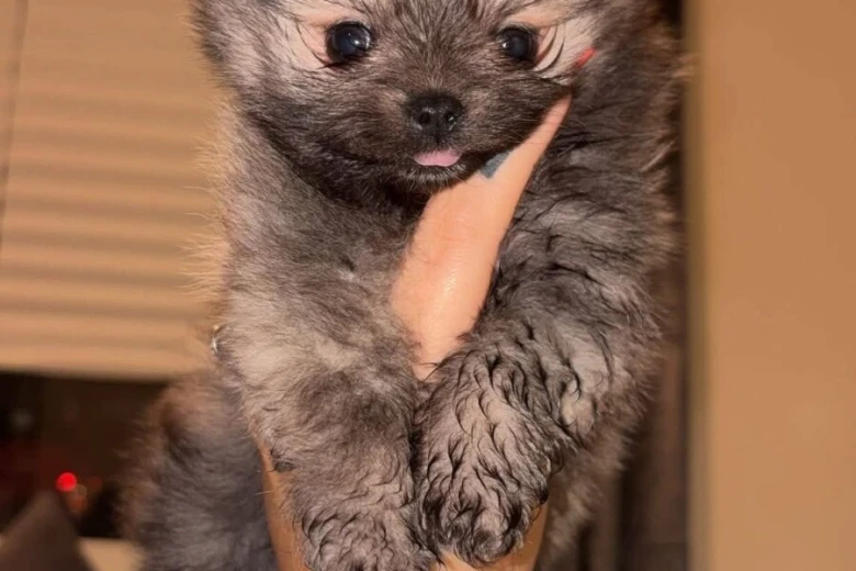 Pomeranian