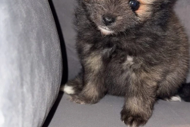 Pomeranian