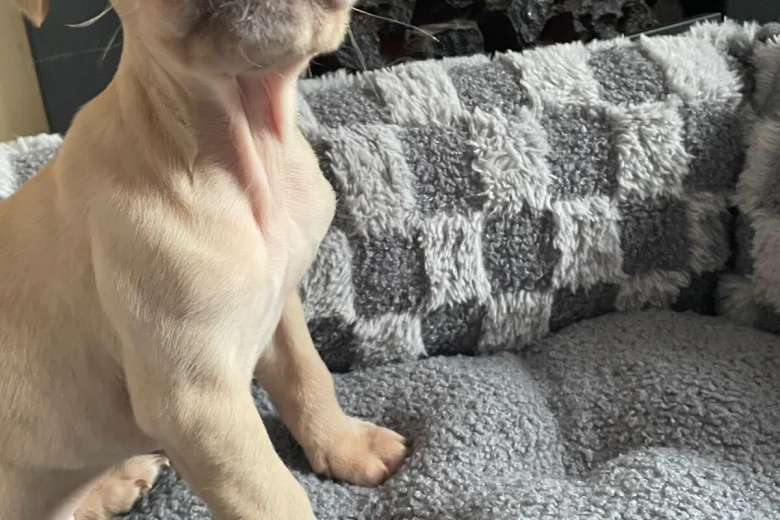 French Bulldog