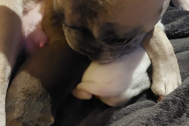 French Bulldog