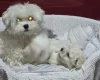 Maltese