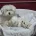 Maltese