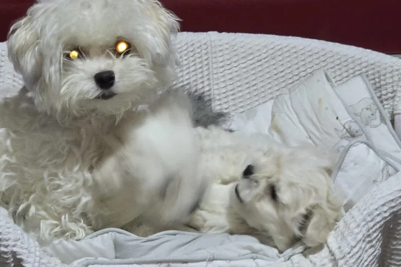 Maltese
