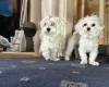 Maltese