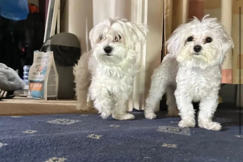 Maltese