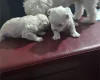 Maltese