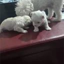 Maltese