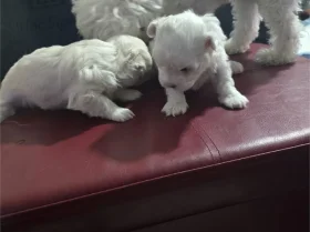 Maltese