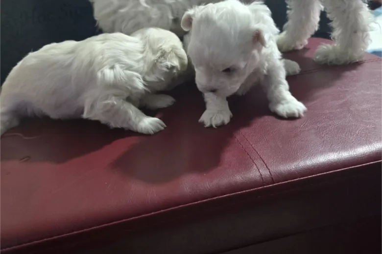 Maltese