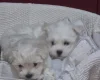 Maltese