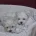Maltese