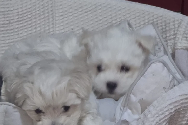 Maltese
