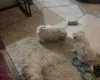 Maltese