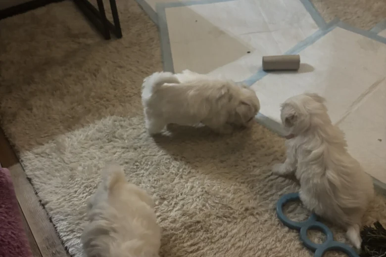 Maltese