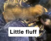 Maltipoo