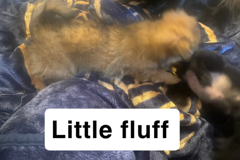 Maltipoo