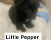 Maltipoo