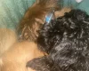 Maltipoo