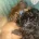 Maltipoo