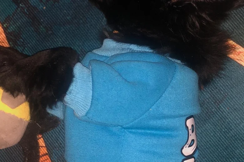 Maltipoo