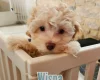 Maltipoo