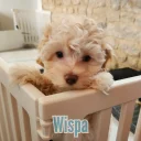 Maltipoo