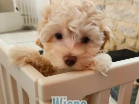 Maltipoo