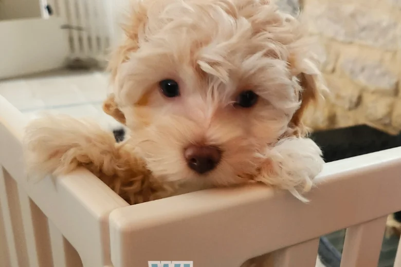 Maltipoo