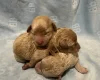 Maltipoo