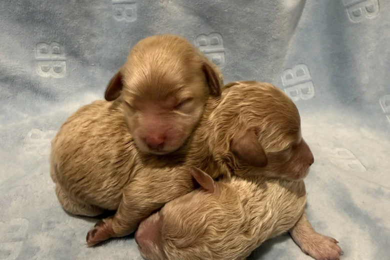 Maltipoo