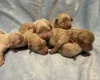 Maltipoo