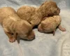 Maltipoo