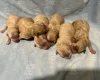 Maltipoo