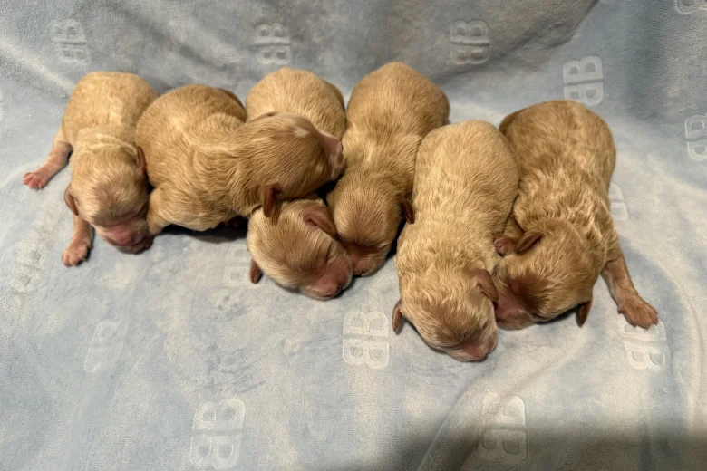 Maltipoo