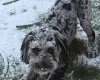 Cockapoo