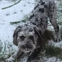 Cockapoo