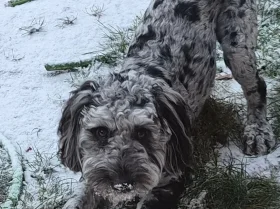 Cockapoo