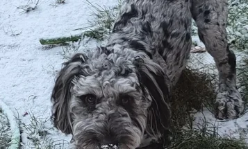 Cockapoo