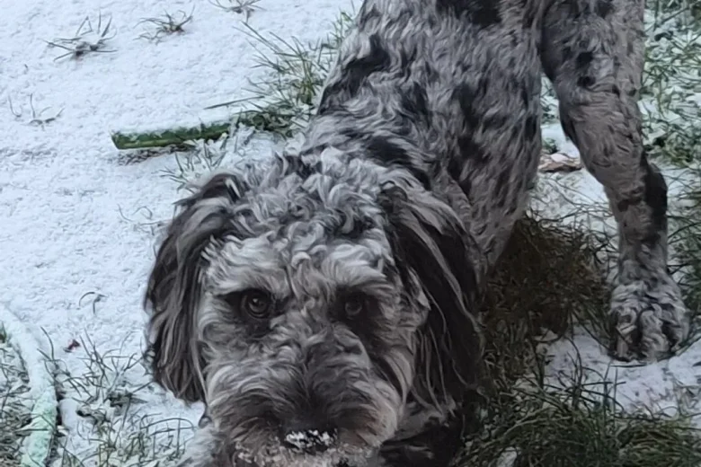 Cockapoo
