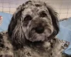 Cockapoo