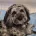 Cockapoo
