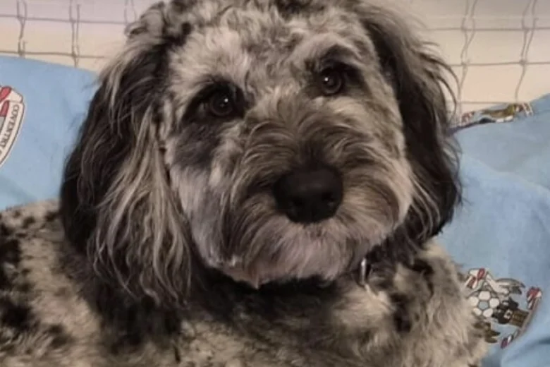 Cockapoo