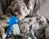 Cockapoo