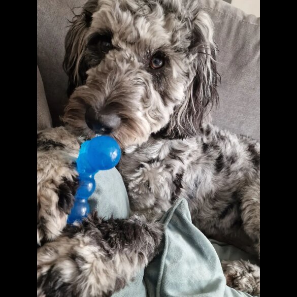Cockapoo