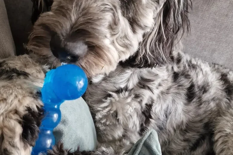 Cockapoo