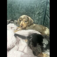 Dachshund (Miniature Smooth Haired)