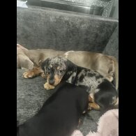 Dachshund (Miniature Smooth Haired)